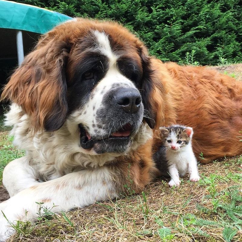 Saint Bernard