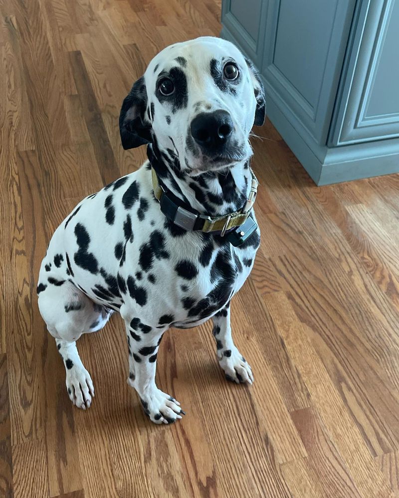 Dalmatian