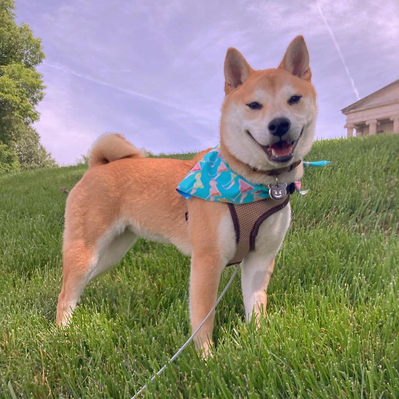 Shiba Inu - Underrated