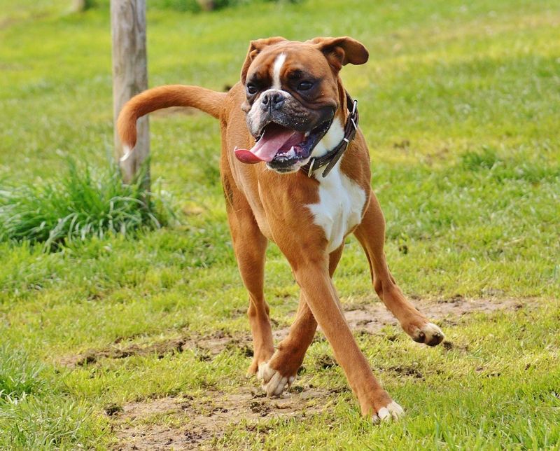 Boxers: The Playful Extroverts