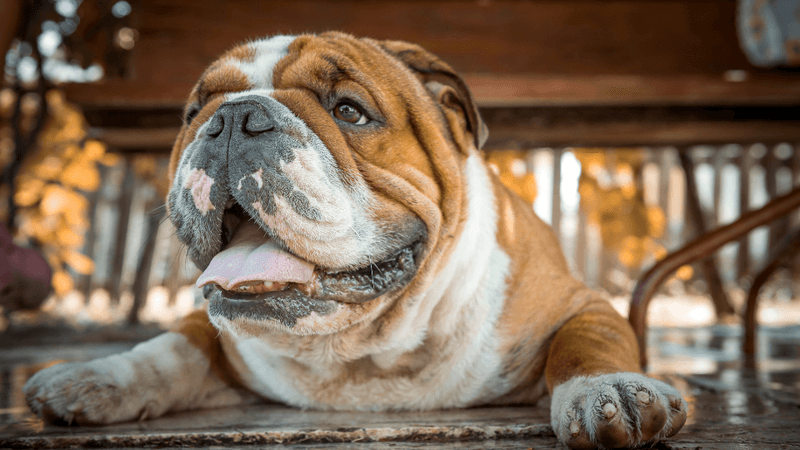 Bulldog
