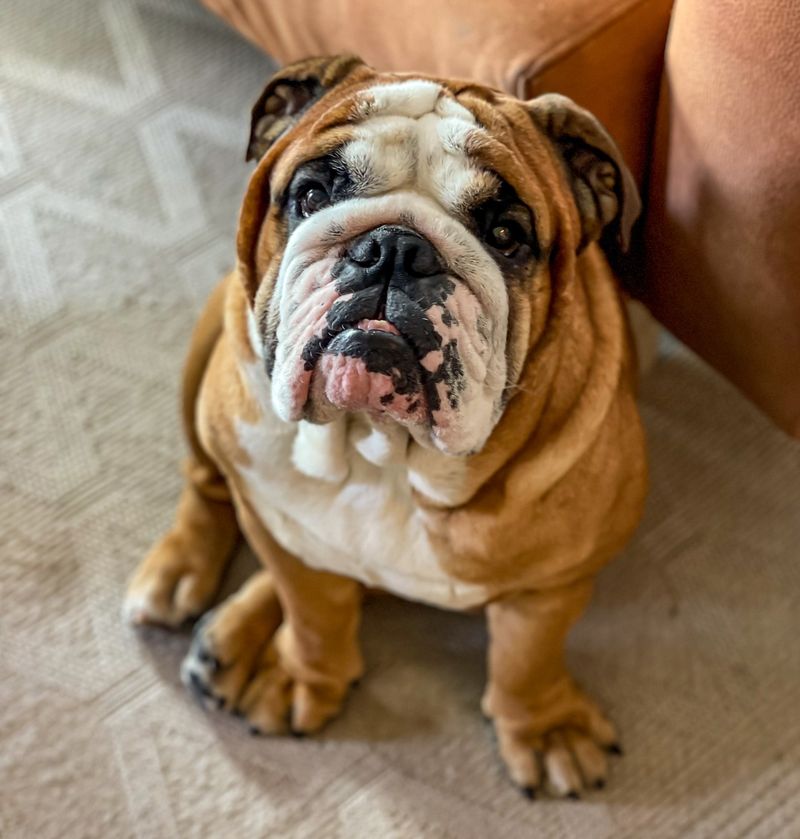 Bulldog