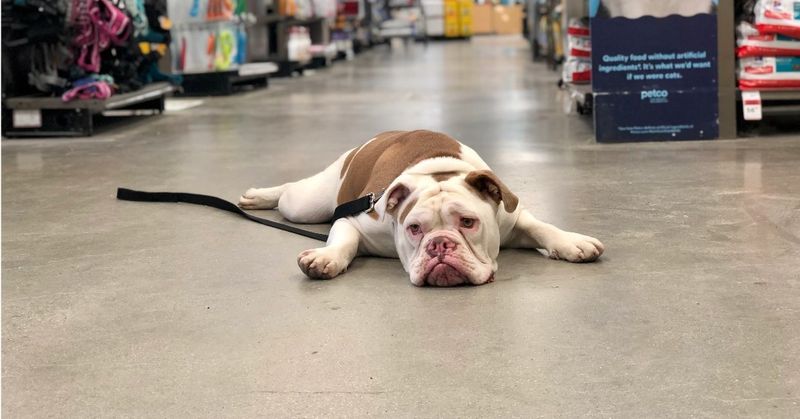 Bulldog
