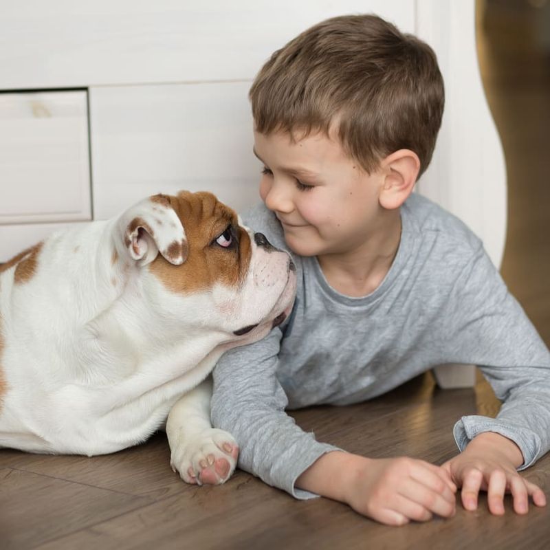 Bulldog