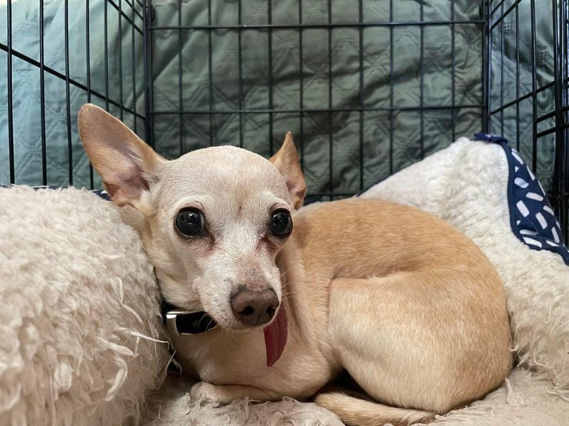 Chihuahua