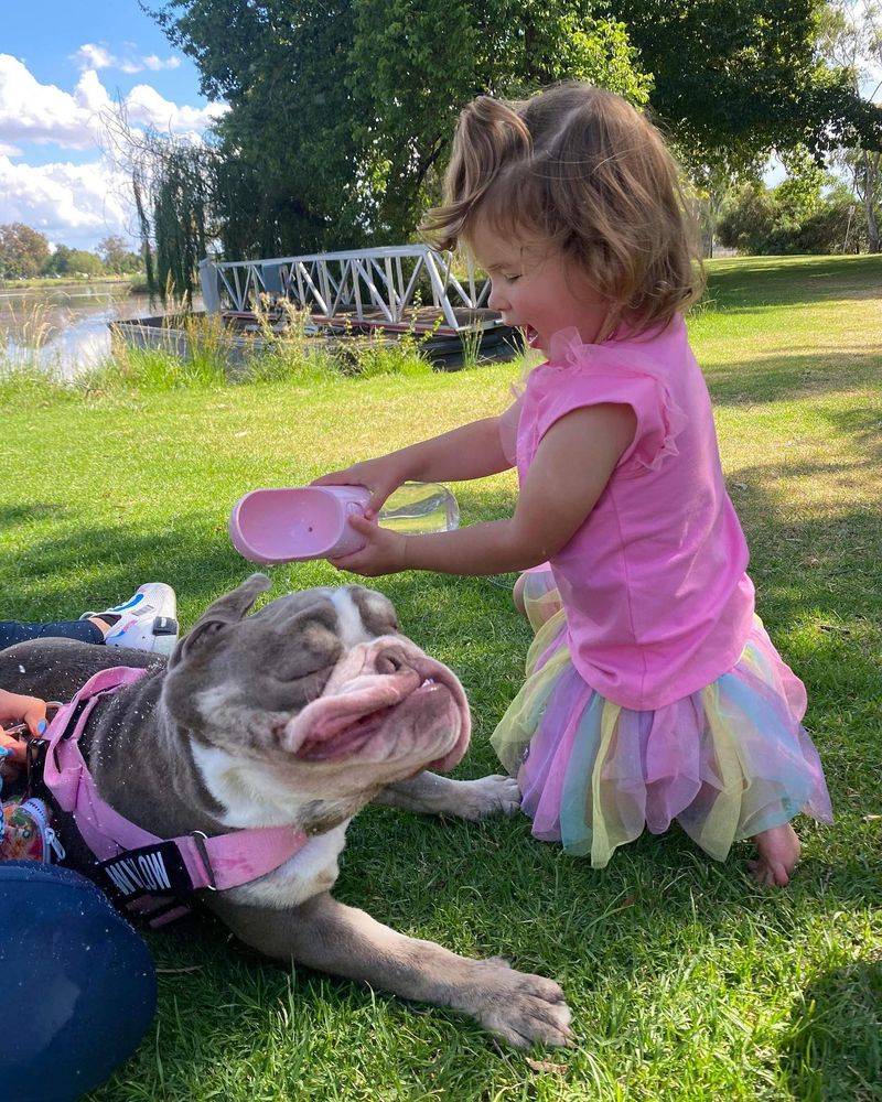 Bulldog