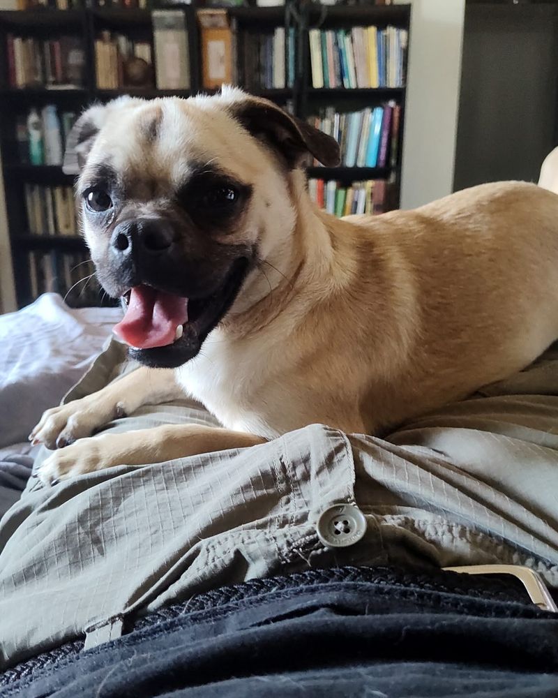 Pug