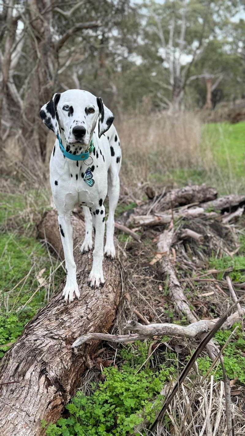 Dalmatian