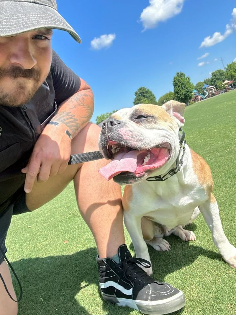 Bulldog