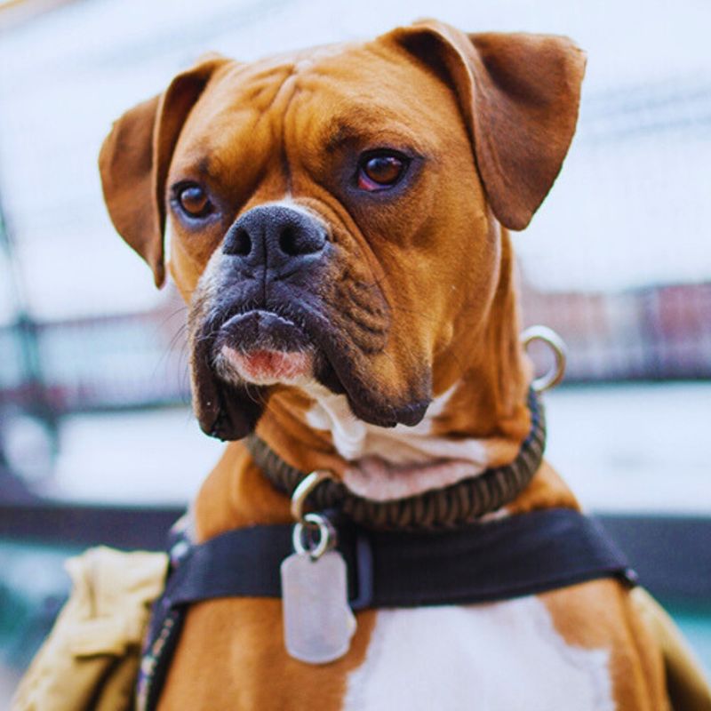 Boxer