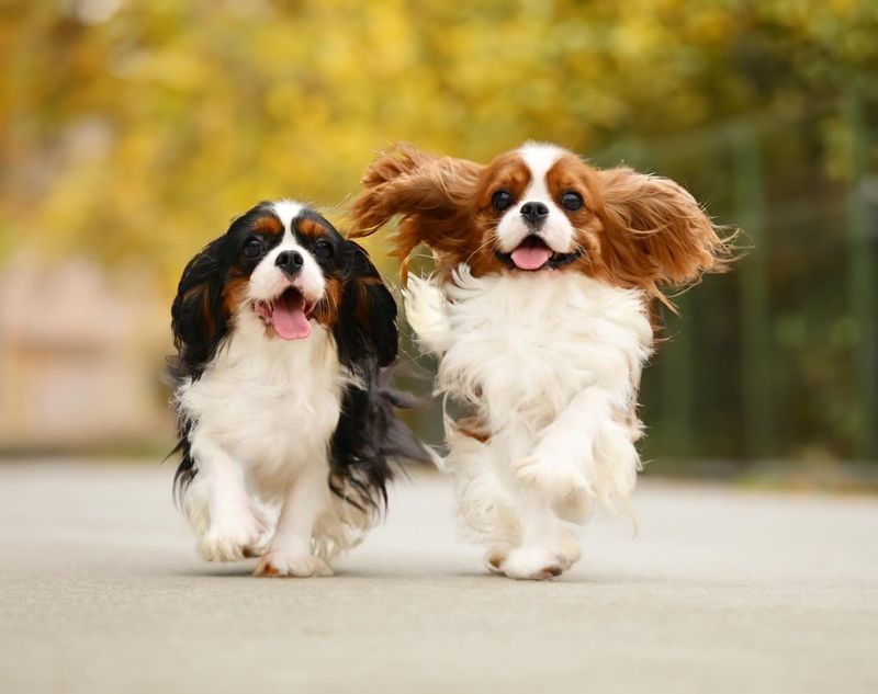 Cavalier King Charles Spaniel
