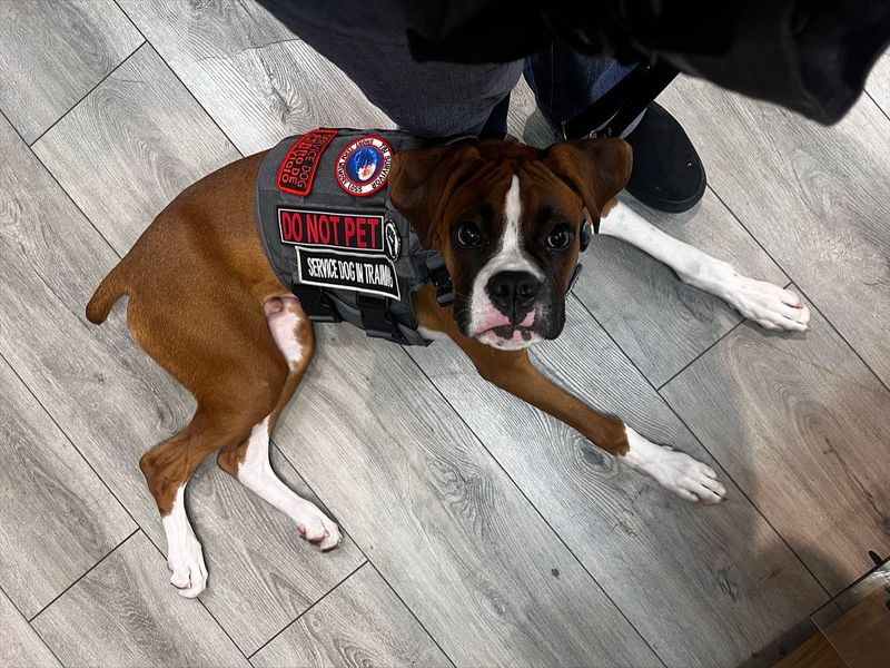 Boxer