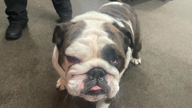 English Bulldog