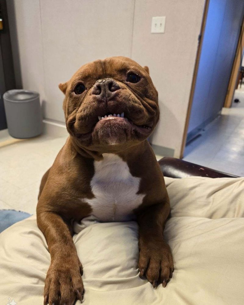 Bulldog