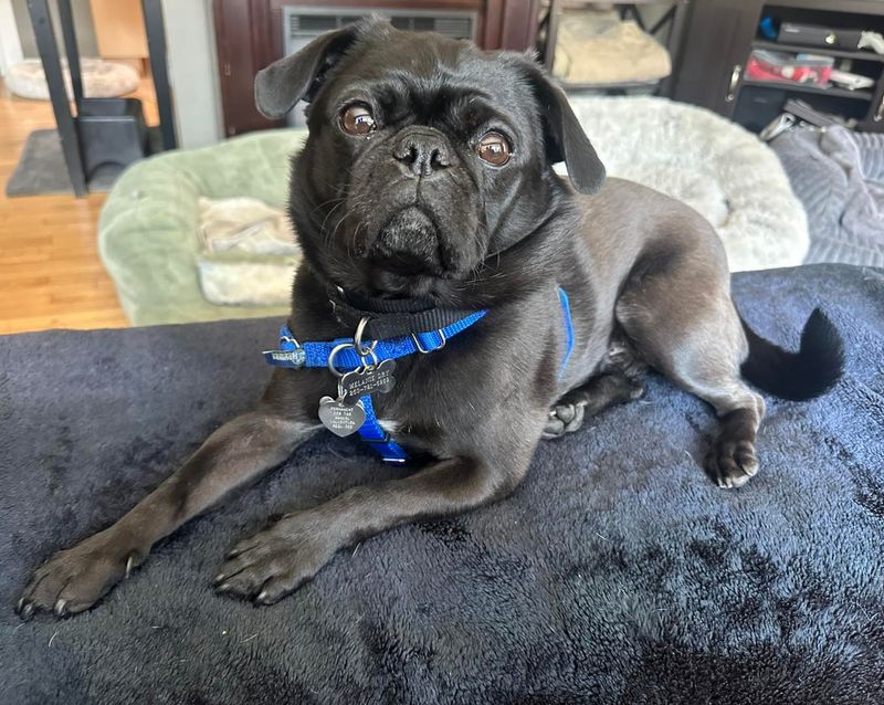 Pug