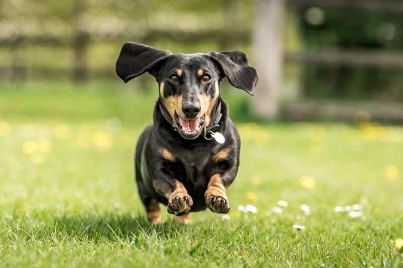 Dachshund