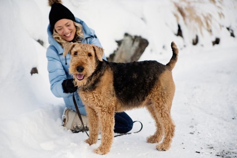 Airedale Terrier
