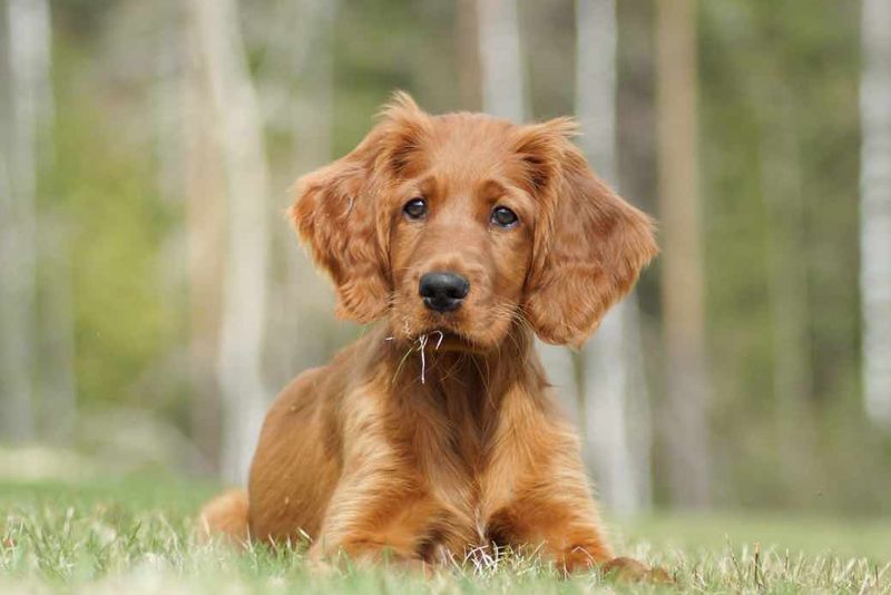 Irish Setter