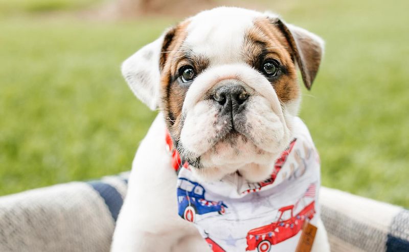 Bulldog