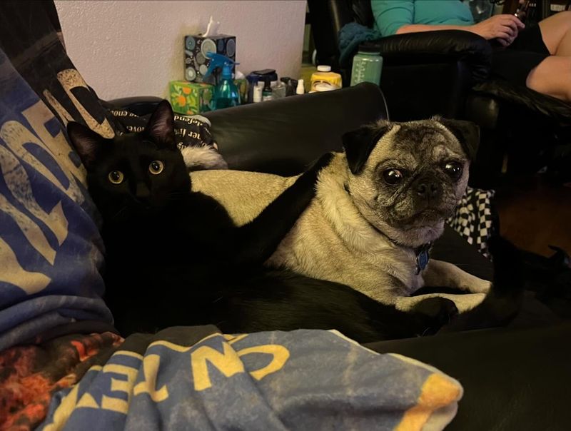 Pug