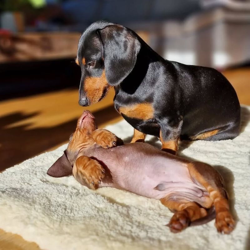Dachshund
