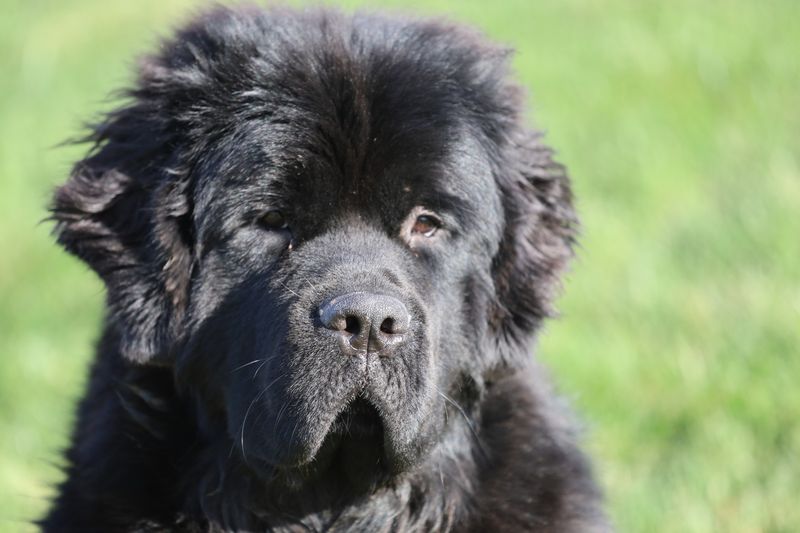 Newfoundland