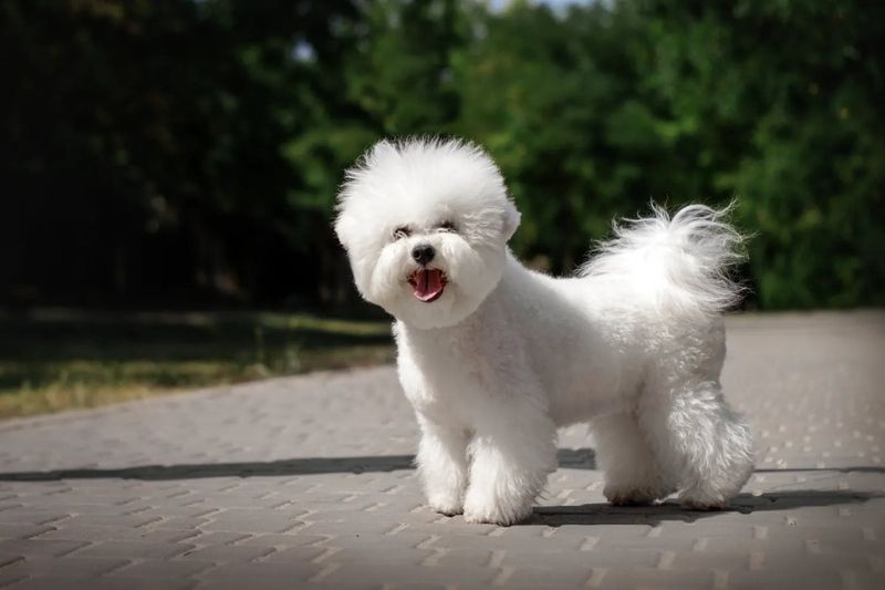 Bichon Frise's Cloud-like Comfort