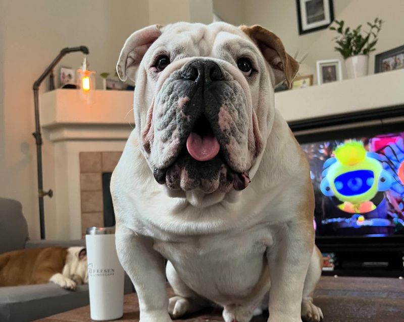 Bulldog