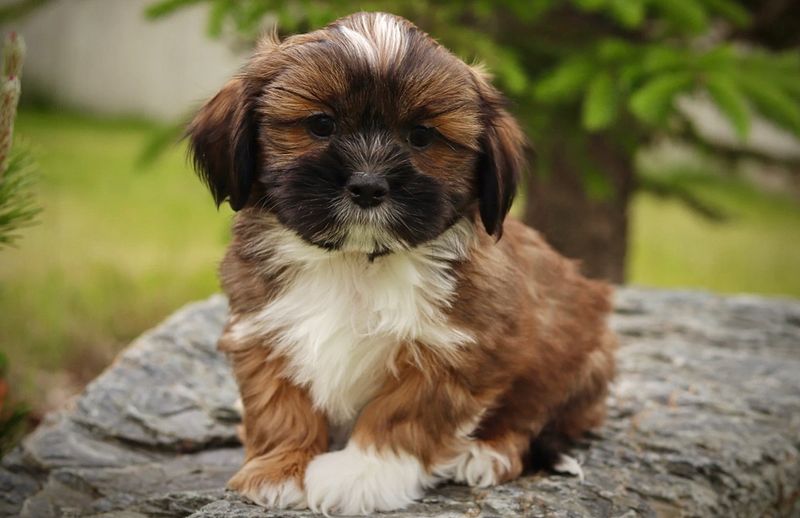 Shih Tzu