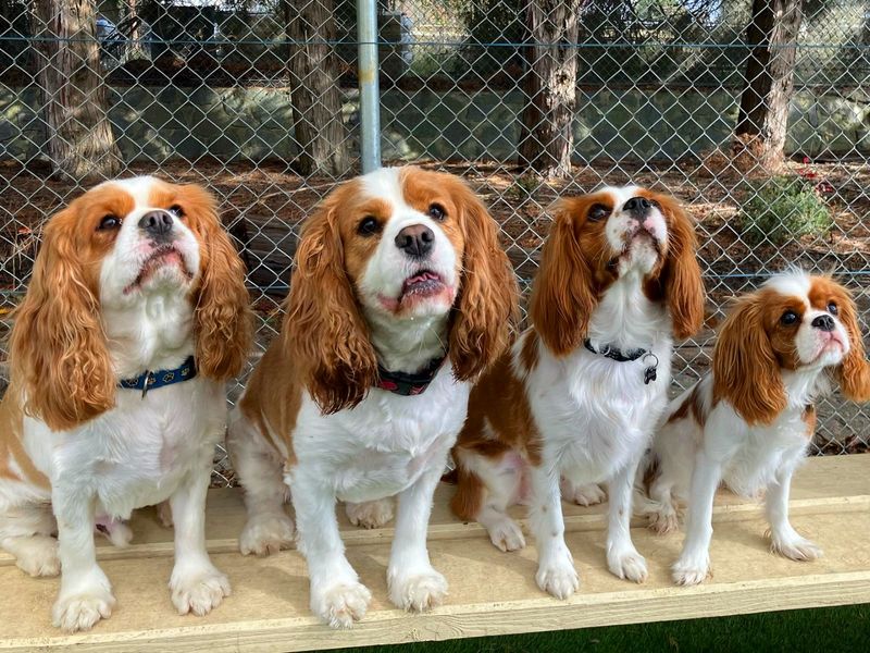 Cavalier King Charles Spaniel