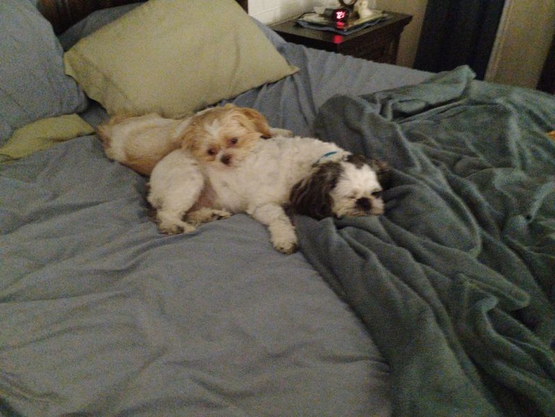 Shih Tzu
