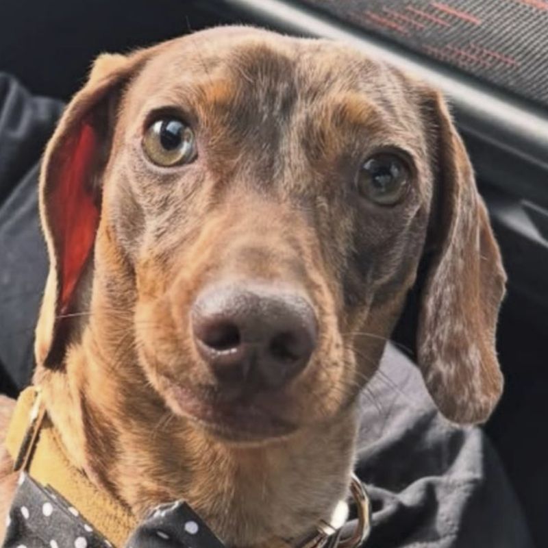 Dachshund