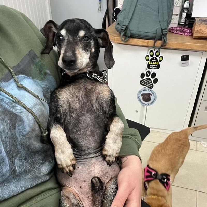 Dachshund