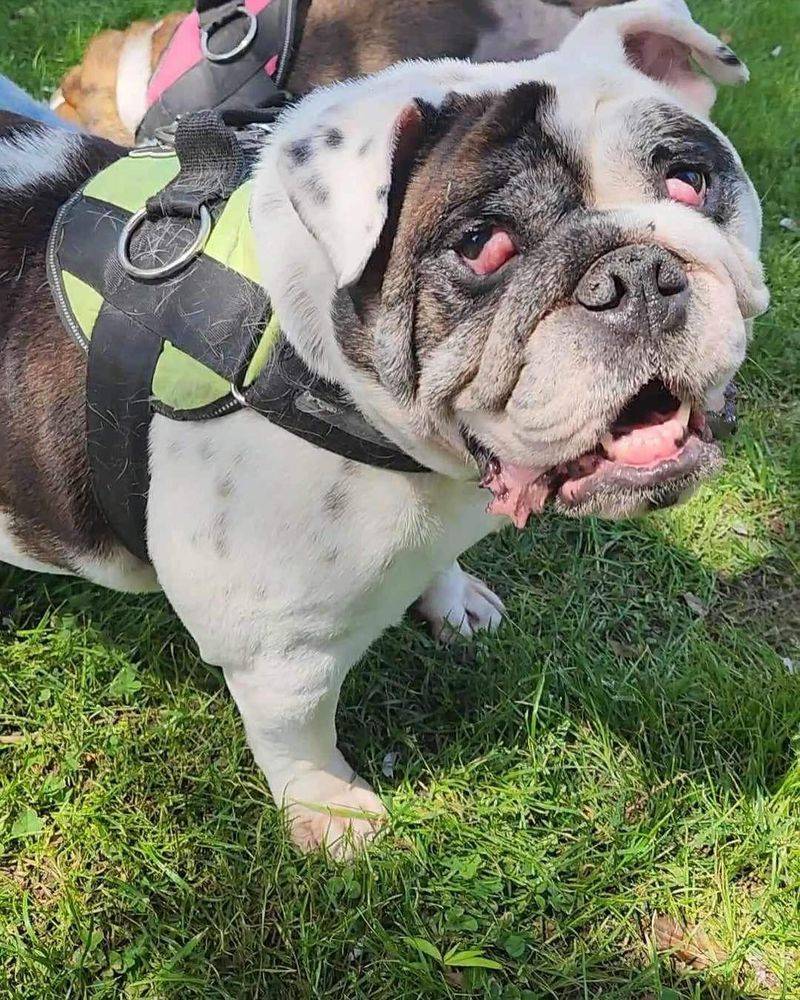 Bulldog