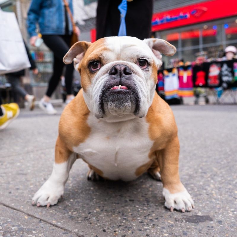 Bulldog