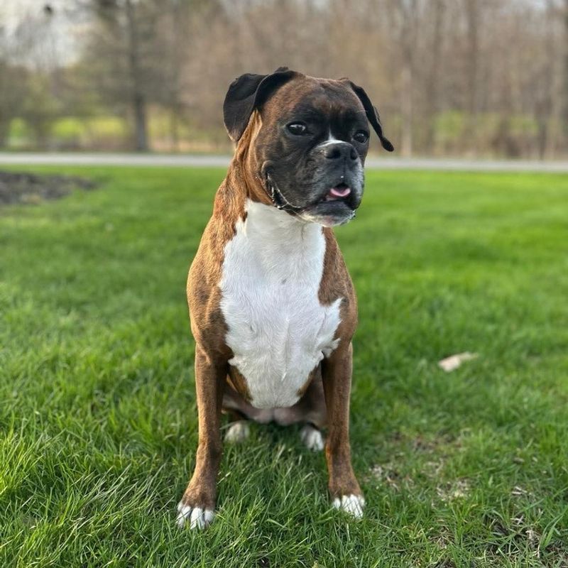 Boxer