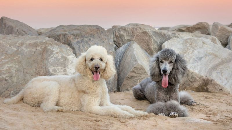 Poodle