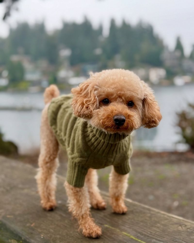 Poodle