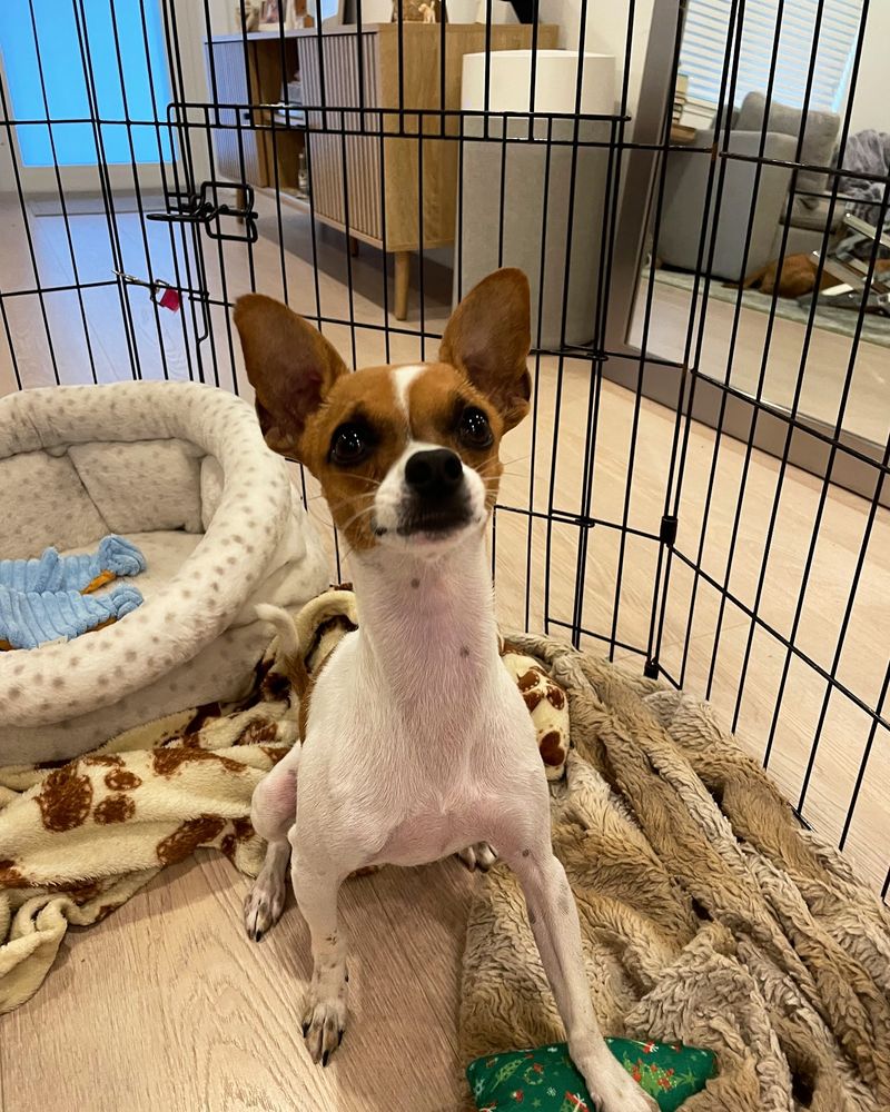 Chihuahua