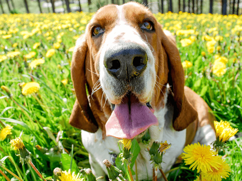 Basset Hound