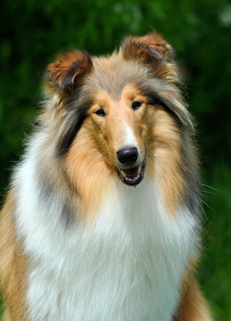 Collie