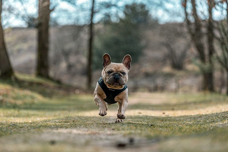 French Bulldog