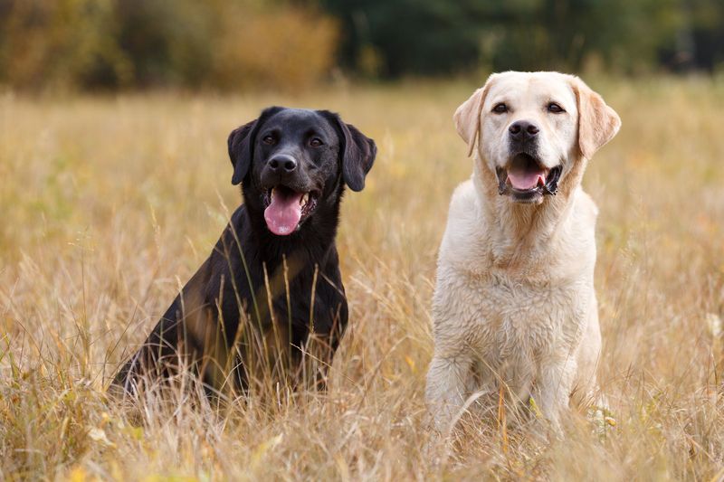 Labrador Retriever