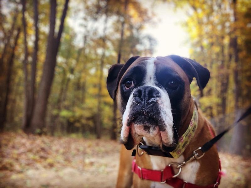 Boxer