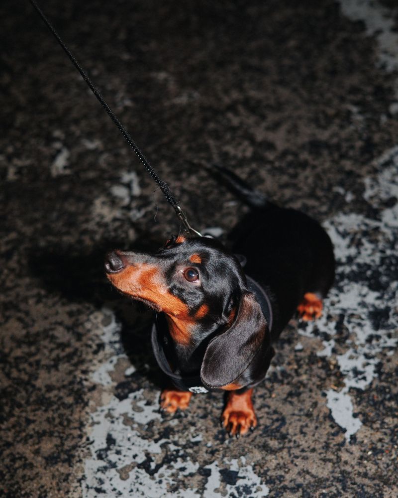 Dachshund