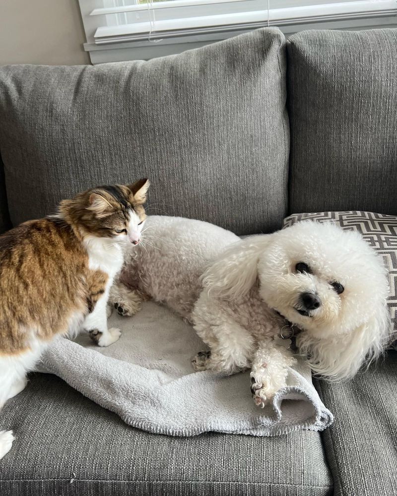 Bichon Frise