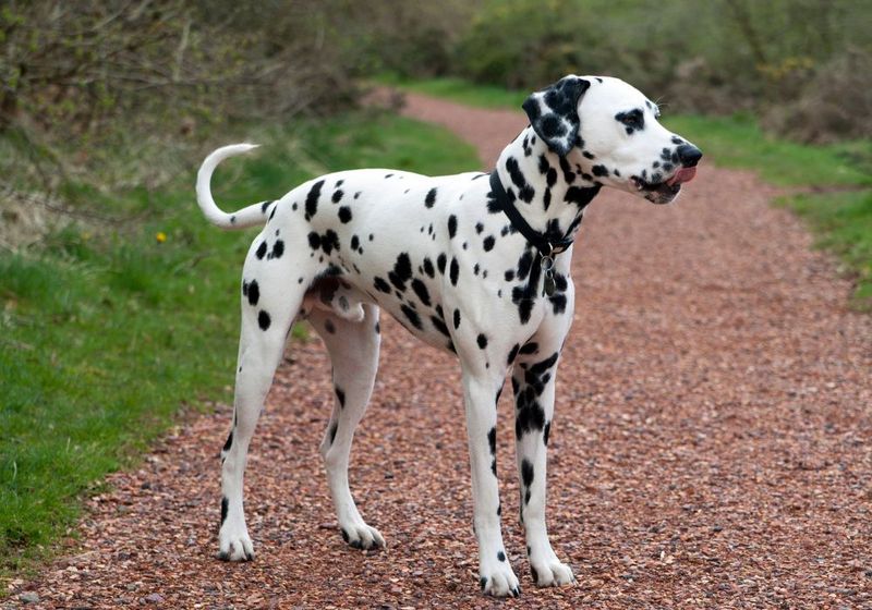 Dalmatian