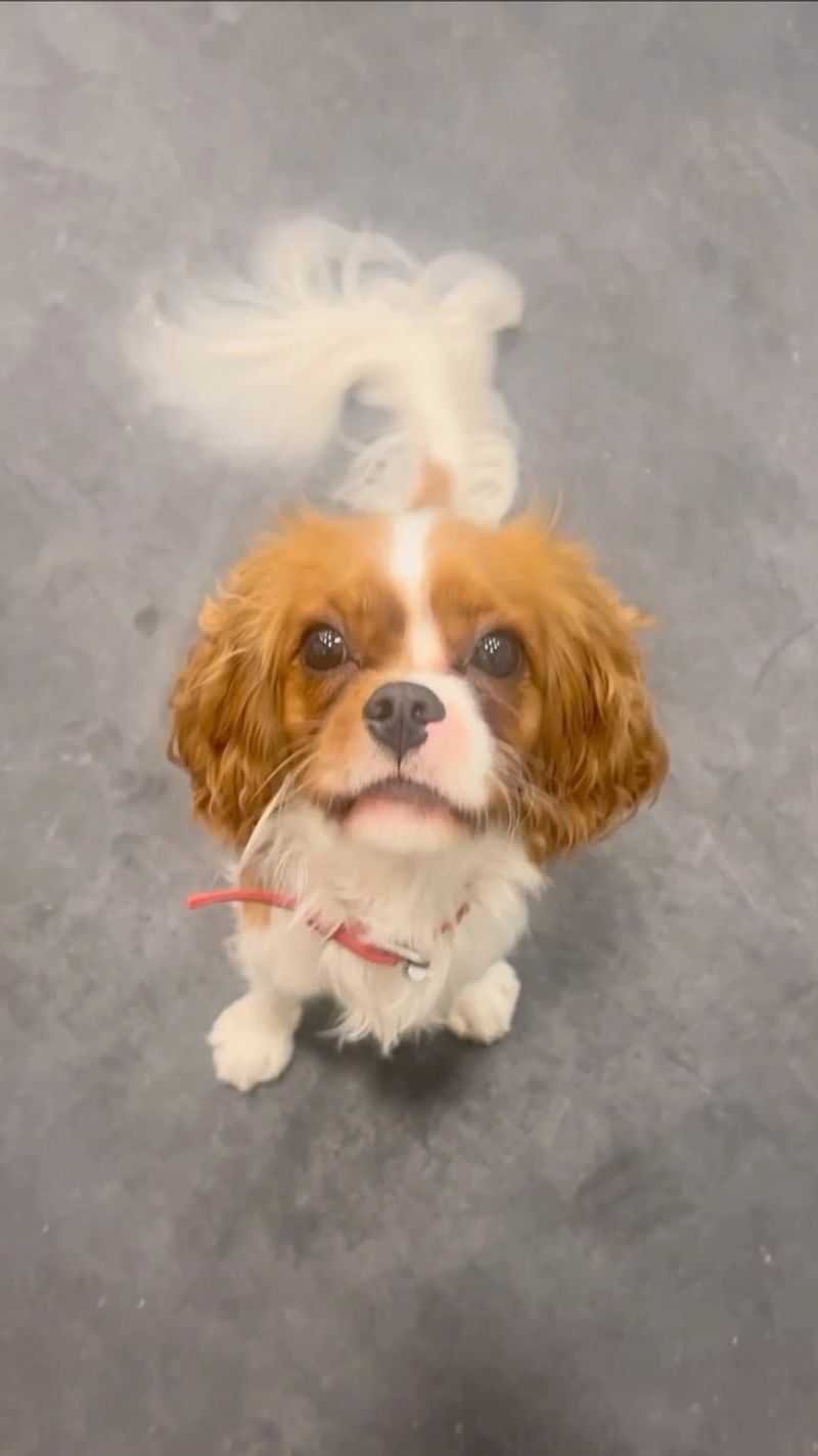 Cavalier King Charles Spaniel