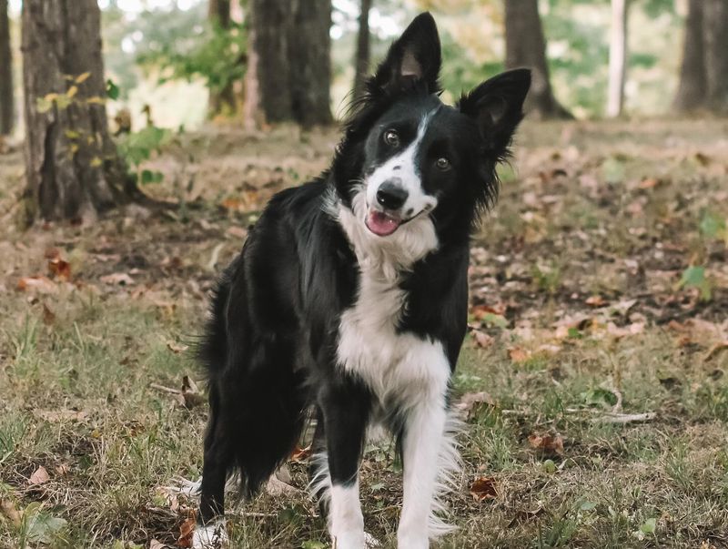 Border Collie