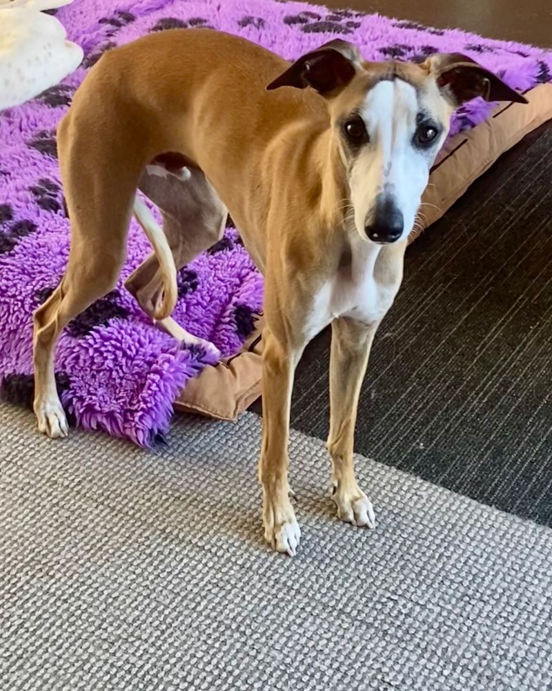 Whippet